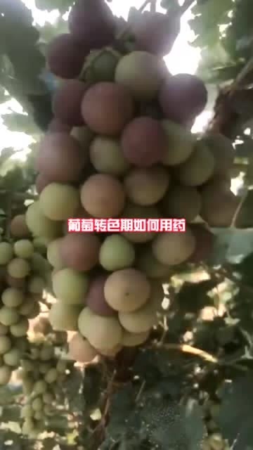 葡萄转下载，数字时代的全新探索体验