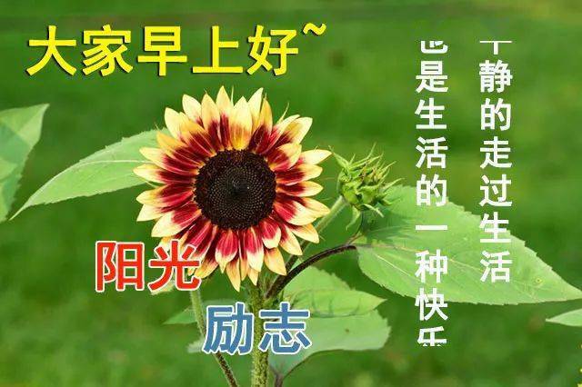 下载带字祝福图片，情感传递与美好艺术的交融