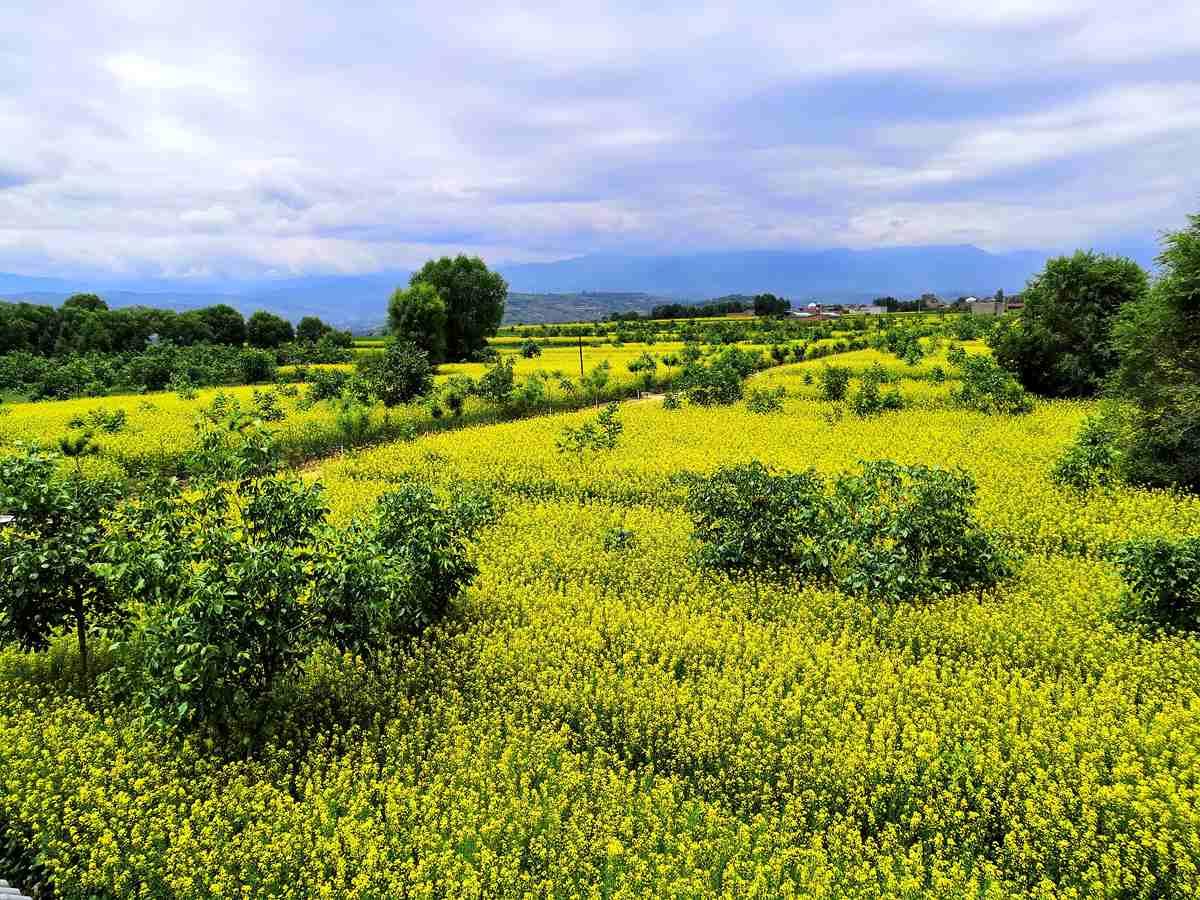 积石山保安族东乡族撒拉族自治县住房和城乡建设局最新项目概览