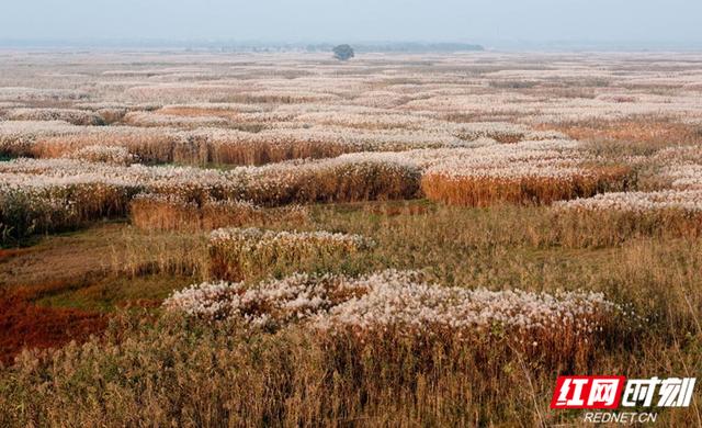 南洞庭芦苇场生态修复与旅游发展获双丰收，最新新闻报道